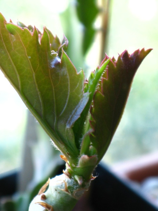 Cyphostemma juttae  (luna aprilie) - Caudex Plante cu caudex