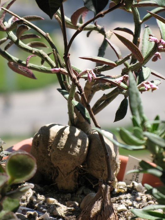 Monadenium rubellum - Caudex Plante cu caudex