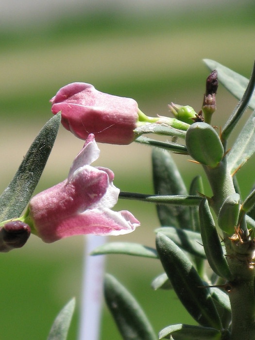 Pachypodium bispinosum (detaliu flori) - Caudex Plante cu caudex