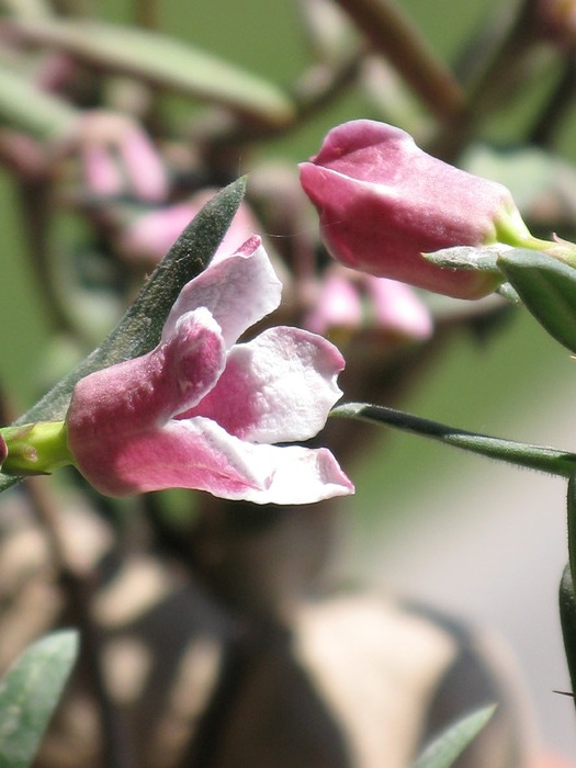 Pachypodium bispinosum (detaliu flori) - Caudex Plante cu caudex