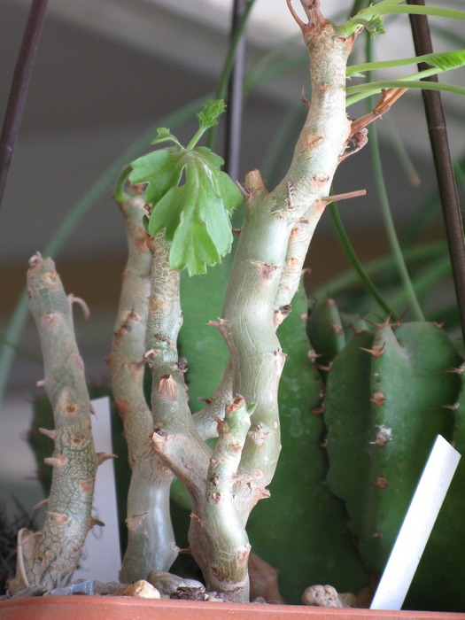 Pelargonium carnosum