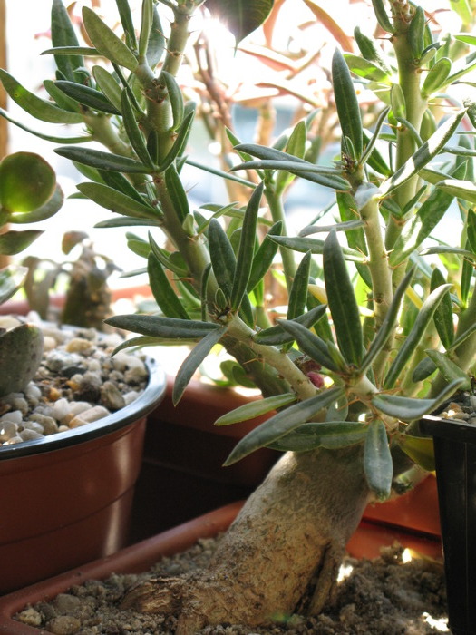 Pachypodium bispinosum - Caudex Plante cu caudex