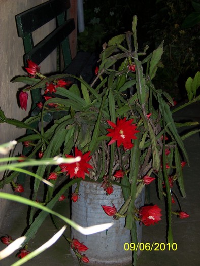 100_1484 - 1-13 Iunie 2010