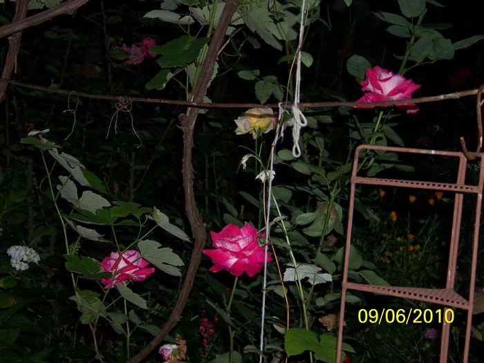 100_1499 - 1-13 Iunie 2010
