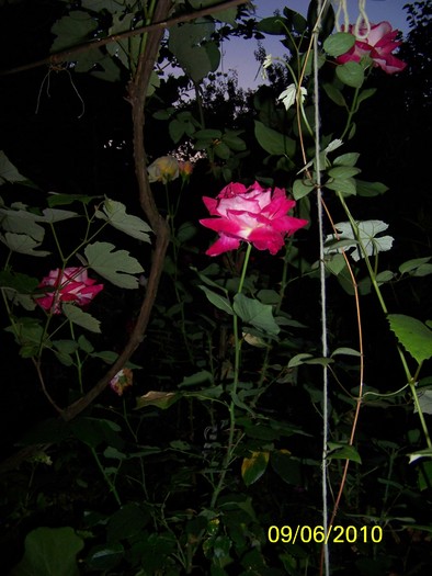 100_1529 - 1-13 Iunie 2010