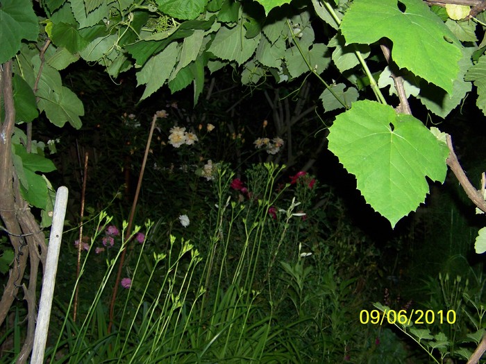 100_1532 - 1-13 Iunie 2010