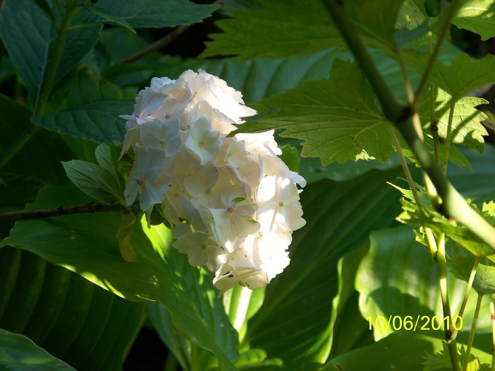 100_1547 - 1-13 Iunie 2010