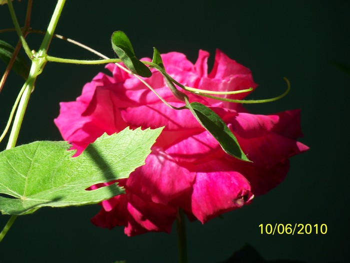 100_1564 - 1-13 Iunie 2010