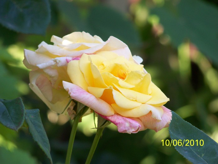 100_1565 - 1-13 Iunie 2010