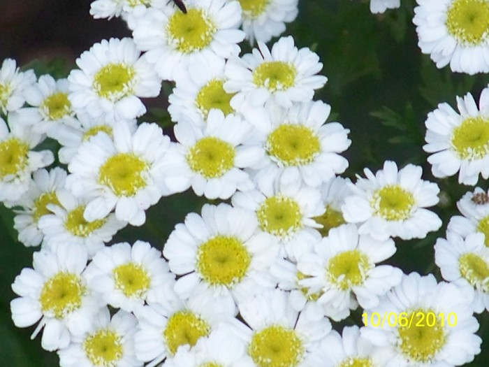 100_1579 - 1-13 Iunie 2010