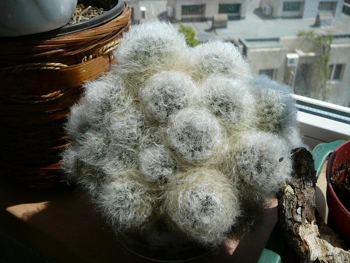 P1050912 - cactusi si suculente