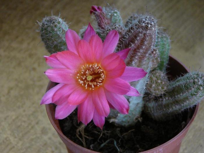 chamaecereus