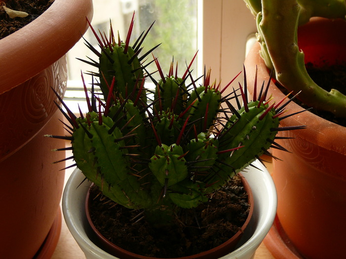 euphorbia mamilaris
