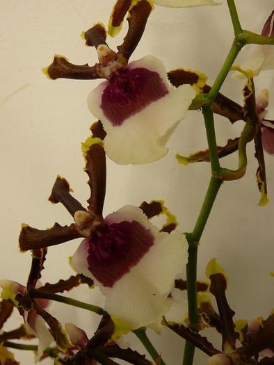 oncidium Sharry Baby - orhidee