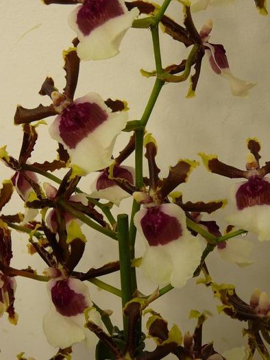P1060084 - orhidee