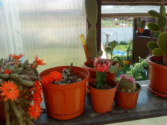 DSC00016 - flori-cactusi-animalele din curte