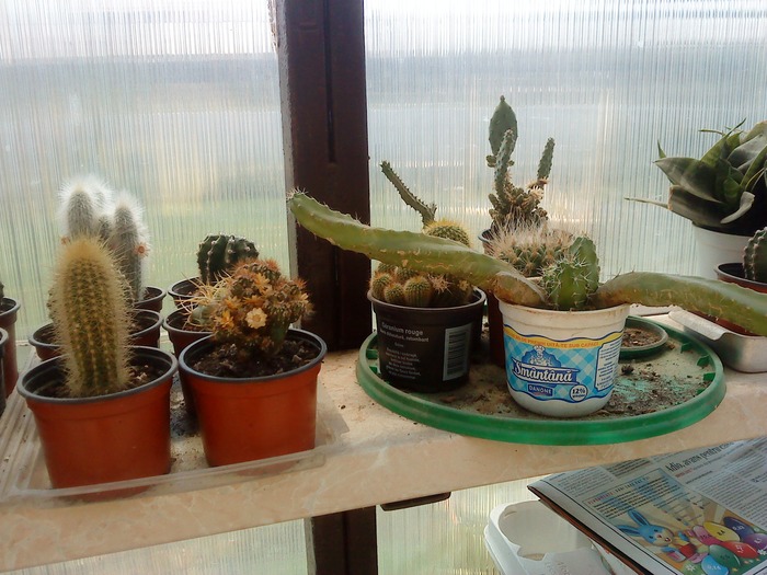 DSC00021 - flori-cactusi-animalele din curte
