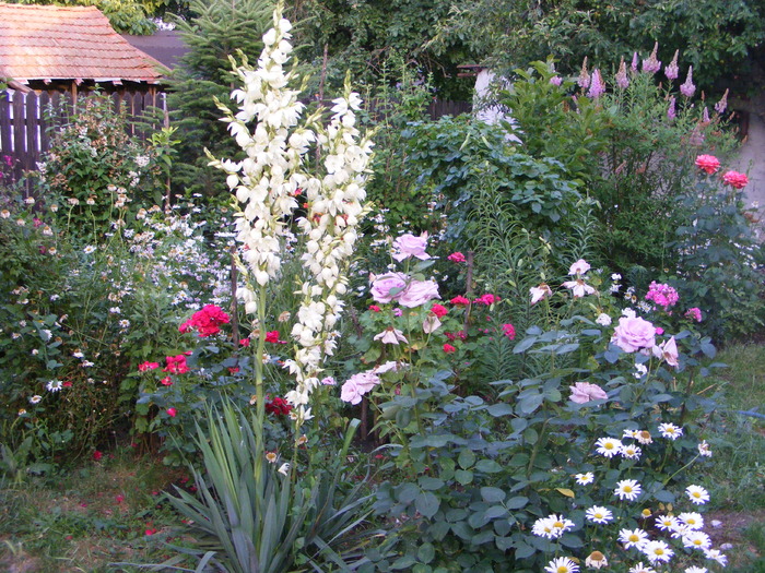 Yucca de gradina - flori si animale 2010