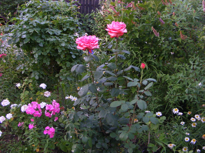 Phlox s trandafir