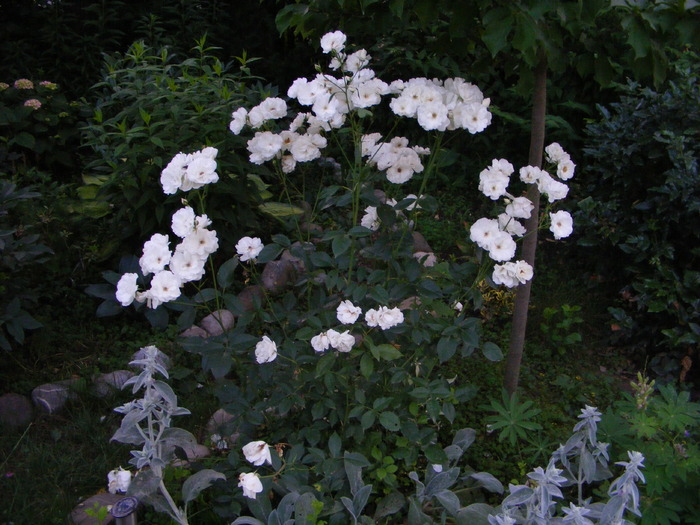 Trandafir prins din butas sub pet - flori si animale 2010