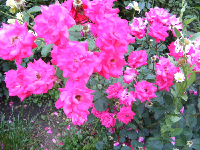 Trandafir urcator - flori si animale 2010