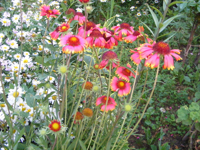 Margarete si Gaillardia