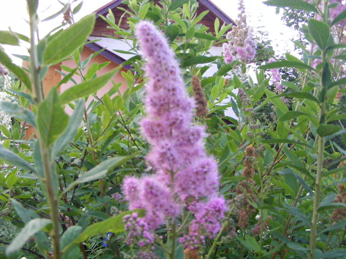 Spiraea - flori si animale 2010