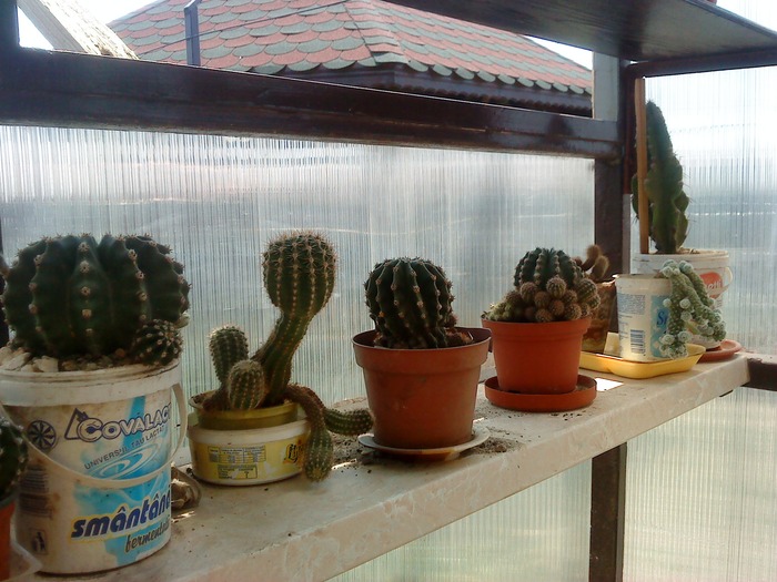 DSC00023 - flori-cactusi-animalele din curte