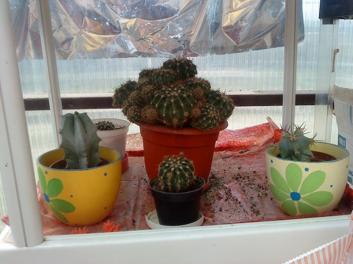 DSC00024 - flori-cactusi-animalele din curte