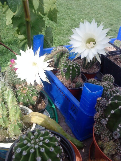DSC00064 - flori-cactusi-animalele din curte