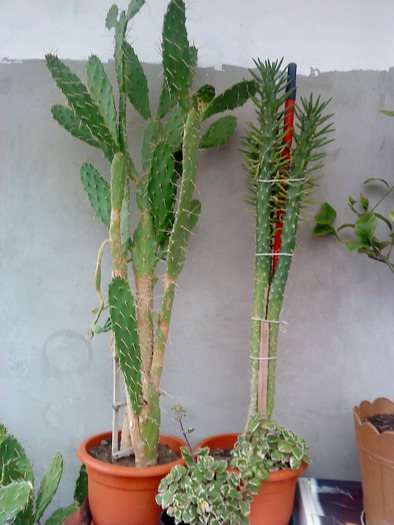 DSC00089; cactus
