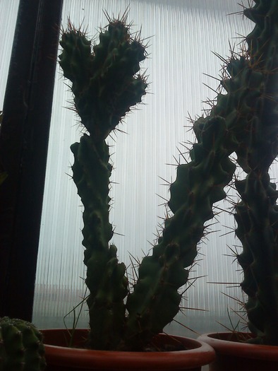 DSC00104; cactusi
