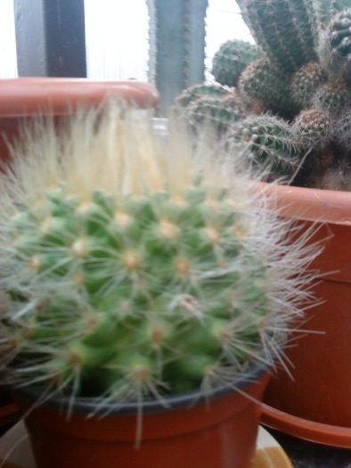 DSC00108 - flori-cactusi-animalele din curte