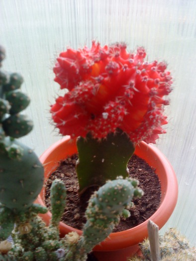 DSC00109 - flori-cactusi-animalele din curte