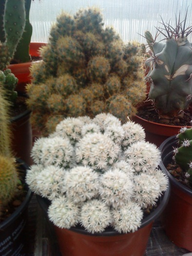 DSC00110 - flori-cactusi-animalele din curte