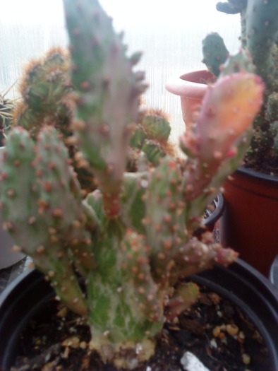 DSC00112 - flori-cactusi-animalele din curte