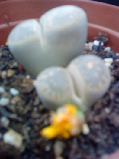 DSC00114 - flori-cactusi-animalele din curte