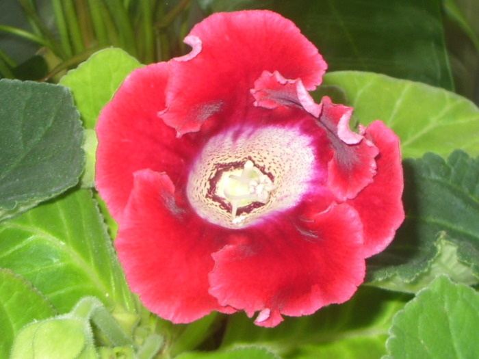 SDC13000 - GLOXINII 2010