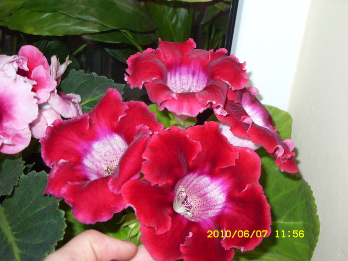 SDC13461 - GLOXINII 2010