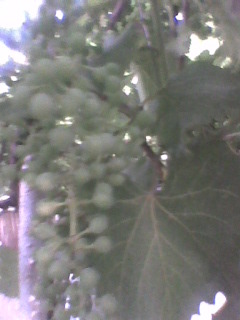 Imag0102 - 3-Pomi fructiferi