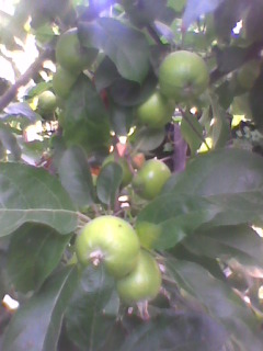 Imag0096 - 3-Pomi fructiferi