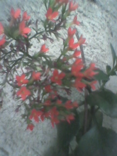 kalanchoe