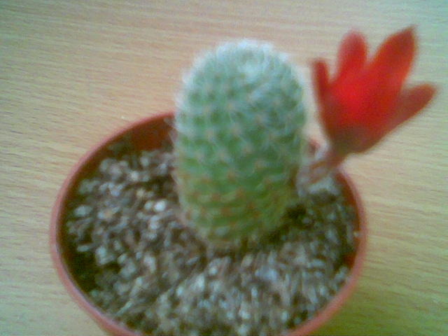 Rebutia spegazziniana 01.Iun - Inflorite 2010