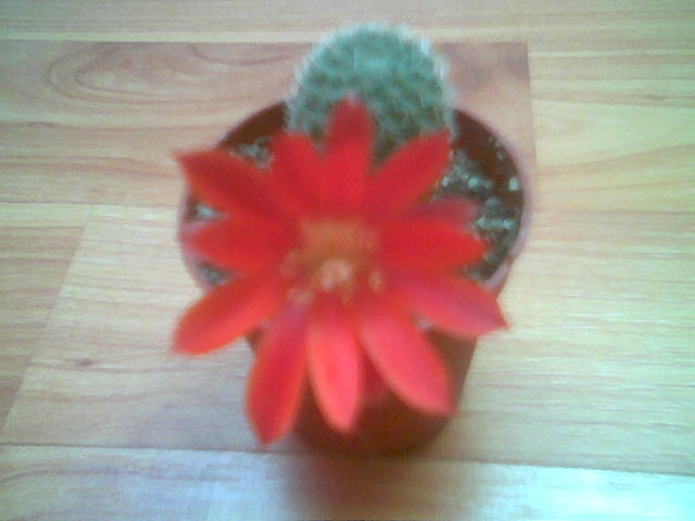 Rebutia spegazziniana 01.Iun - Inflorite 2010