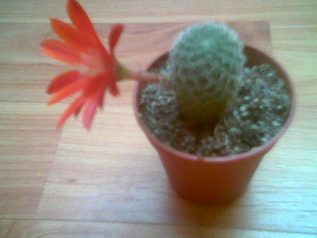 Rebutia spegazziniana 01.Iun