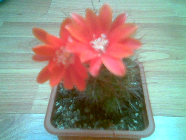 Rebutia ithycantha 31.Mai