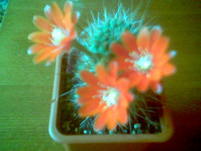 Rebutia ithycantha 14.Iun - Inflorite 2010