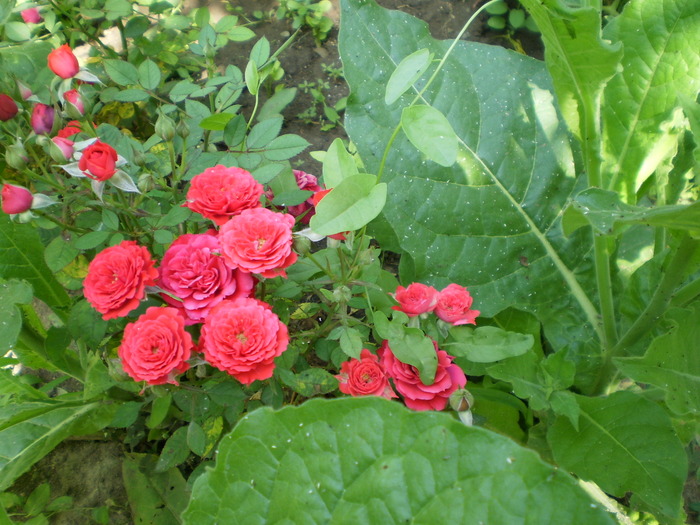 P3190180 - GOSPODARIA LUI MITICA SI BICUTA