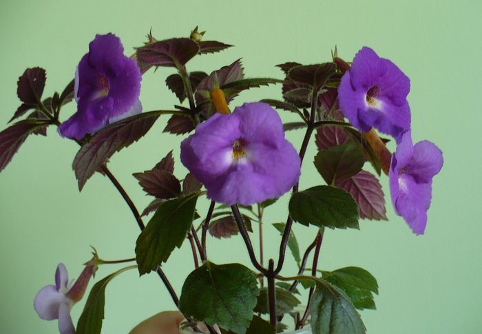 P1270347 - Achimenes 2010