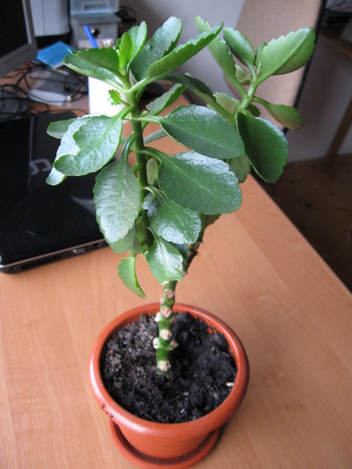 Kalanchoe portocalie (dubla)